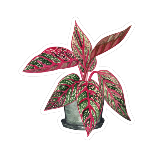 Pink Aglaonema Plant Stickers — Tropical Houseplant Laptop Decal